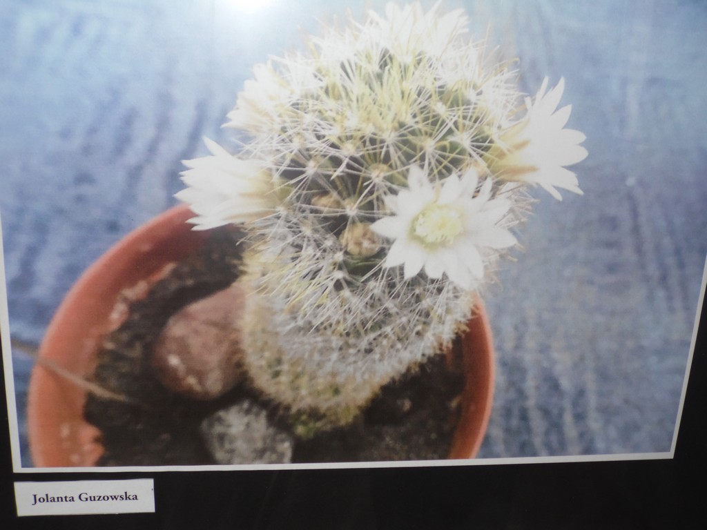 Wystawa-Fotograficzna-Seniorzy-Seniorom-017