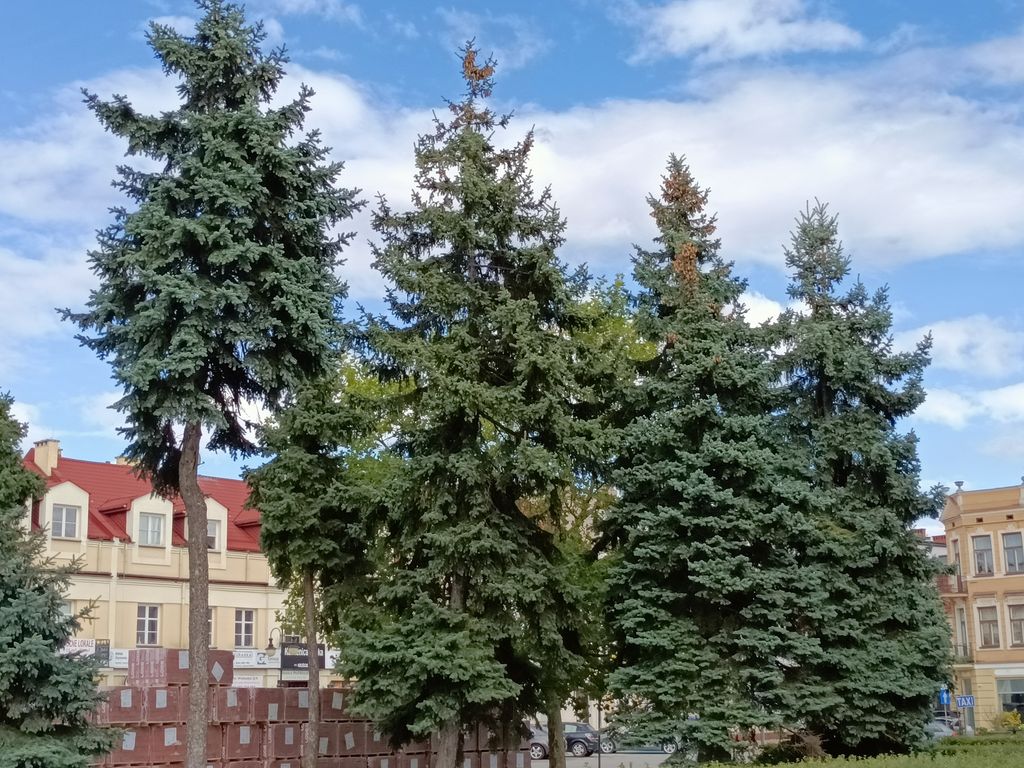 Spacer po czetrum Włocławka -019