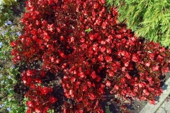 Spacer po czetrum Włocławka -012